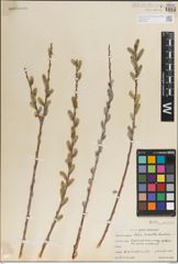 Foto von Salix irrorata Andersson